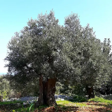 Panoramica *